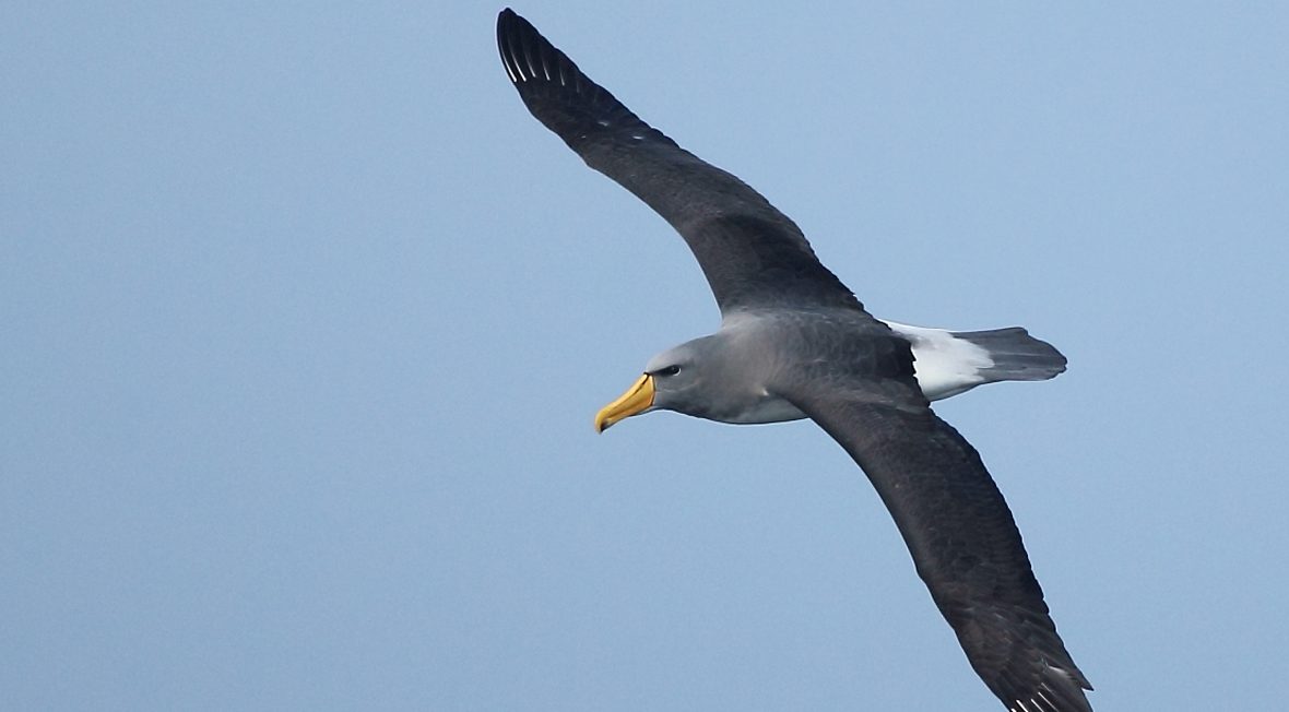 Albatros-de-Chatham-portada-Pablo-Caceres