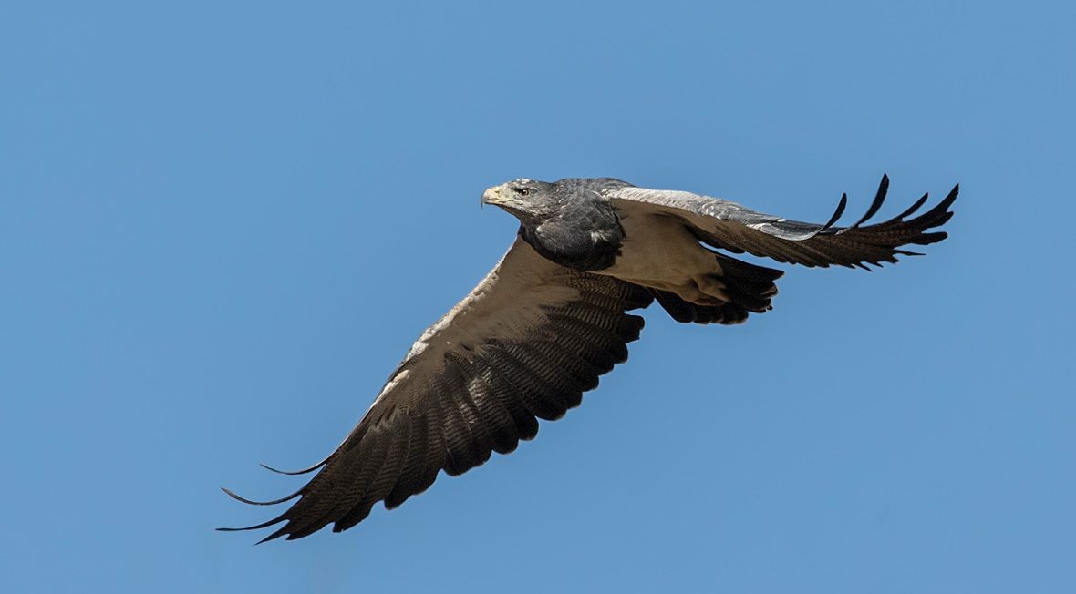 Aguila-portada-Pio-Marshall