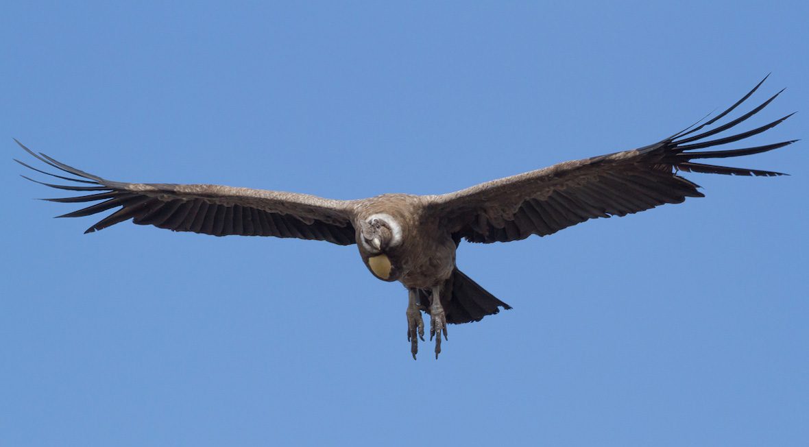 Condor-portada-Ivo-Tejeda