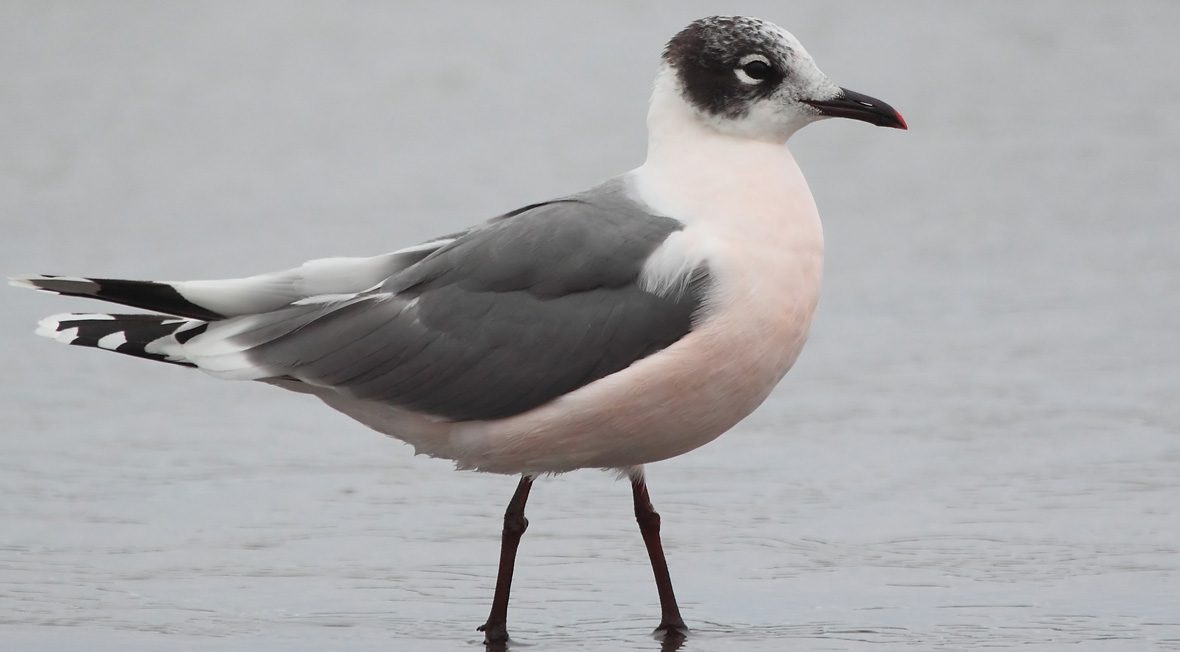 Gaviota-franklin-portada-Pablo-Caceres