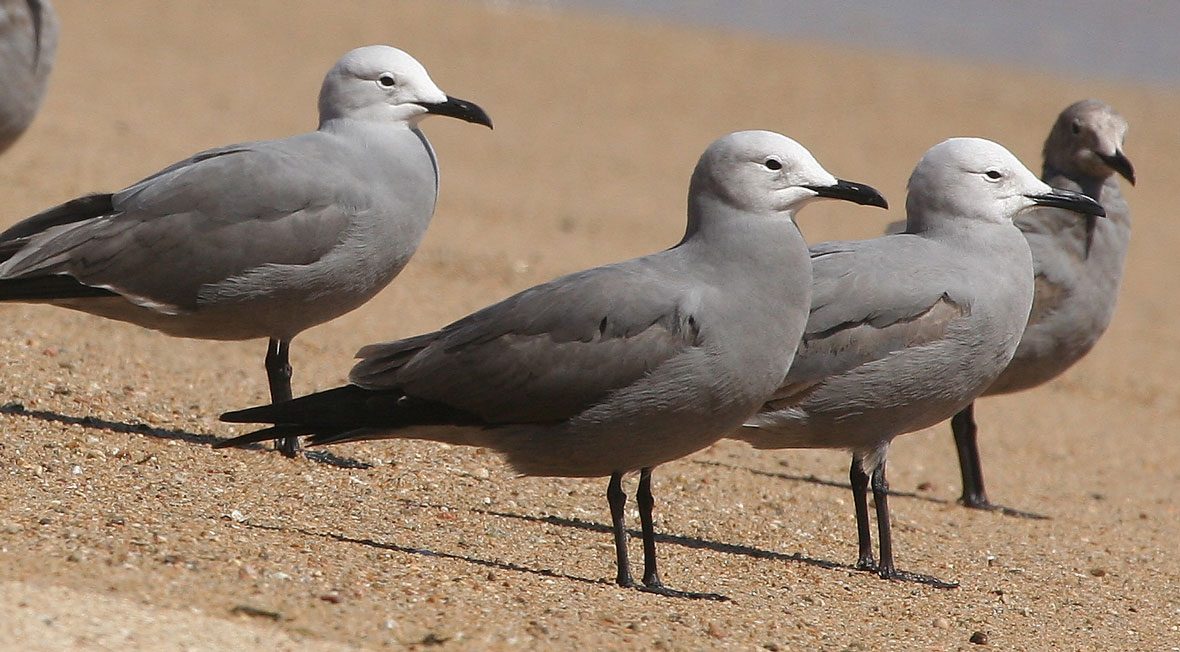 Gaviota-garuma-portada-Pablo-Caceres