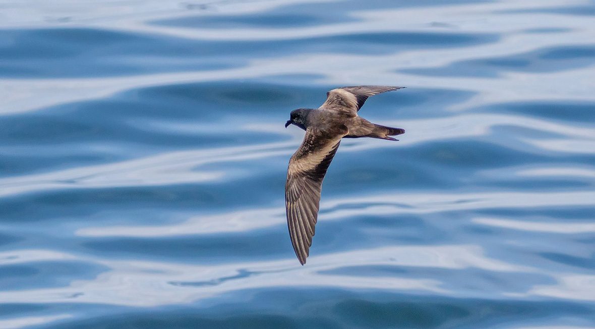 Golondrina-de-mar-negra-portada-Pio-Marshall