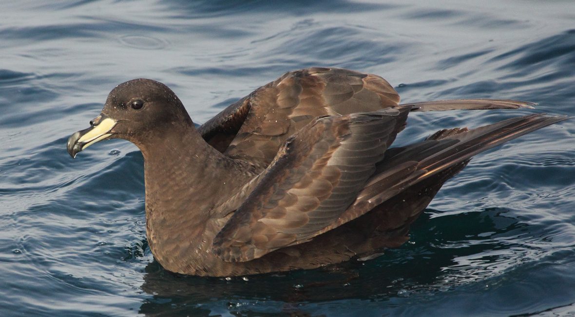 Petrel-de-Westland-portada-Pablo-Caceres