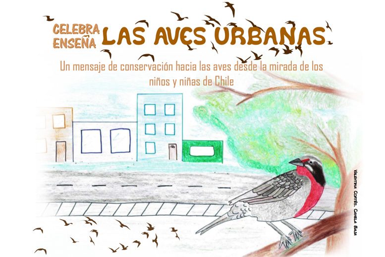 celebra-las-aves-urbanas-portada