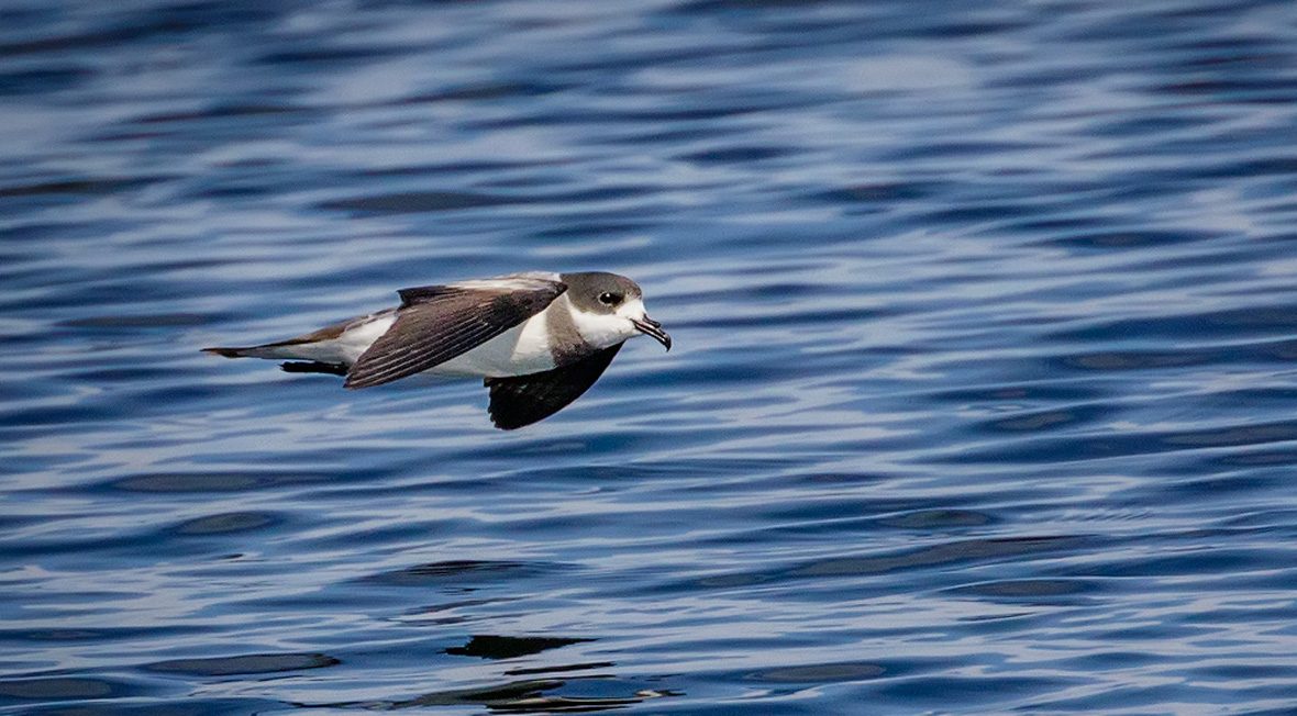 golondrina-de-mar-de-collar-portada-pio-Marshall