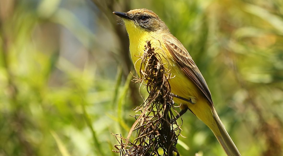 pajaro-amarillo-portada-pablo-caceres