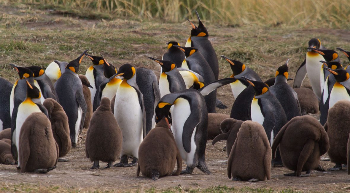 pinguino-rey-portada-Ivo-Tejeda