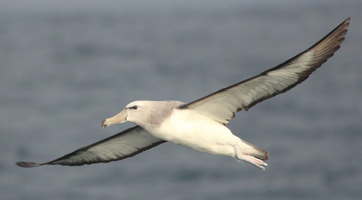 Albatros-de-Salvin-portada-Pablo-Caceres