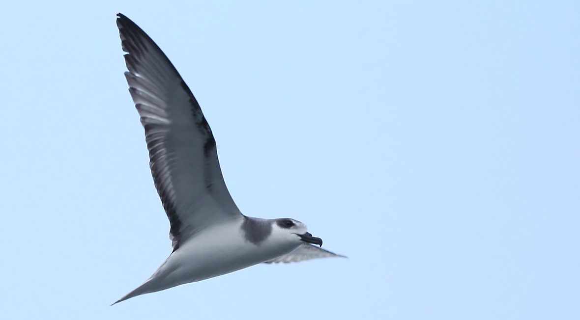 Petrel-de-masatierra2---Pablo-Cacares