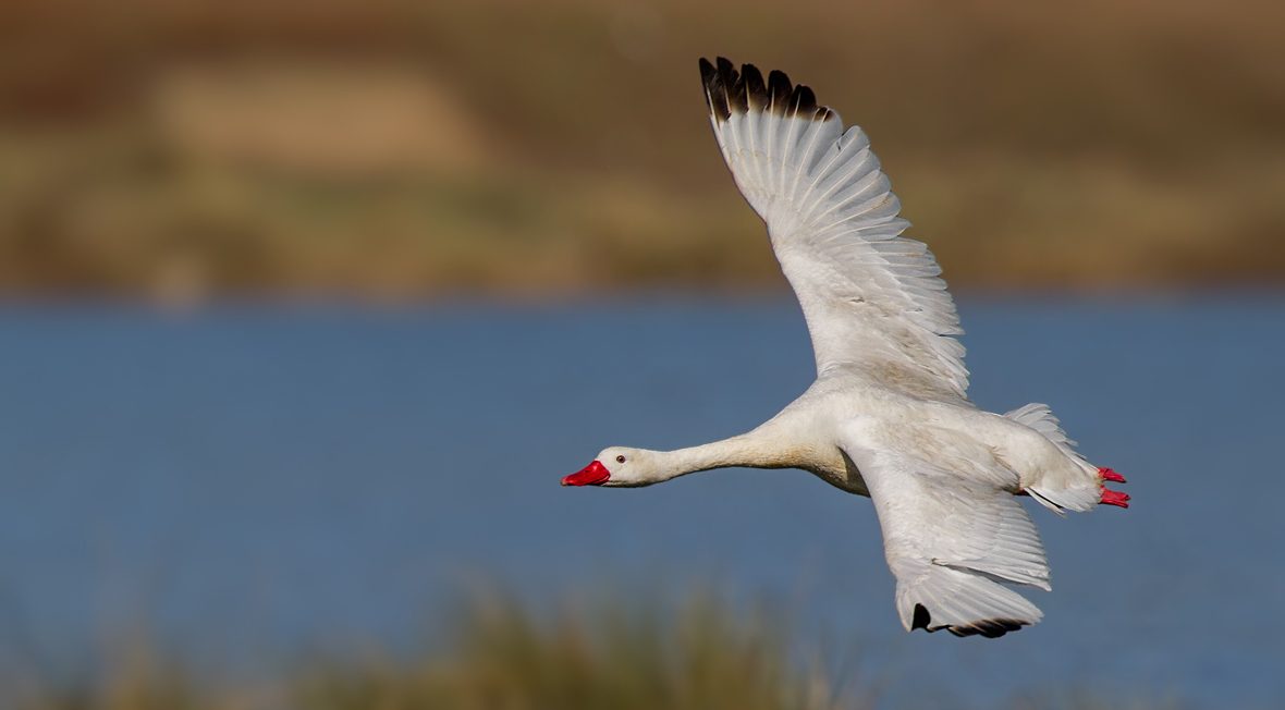 Cisne-coscoroba-portada-Pio-Marshall