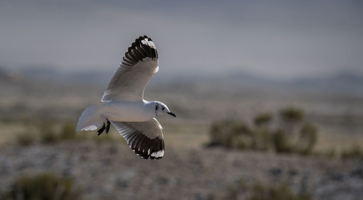 Gaviota-andina-portada-Vicente-Pantoja