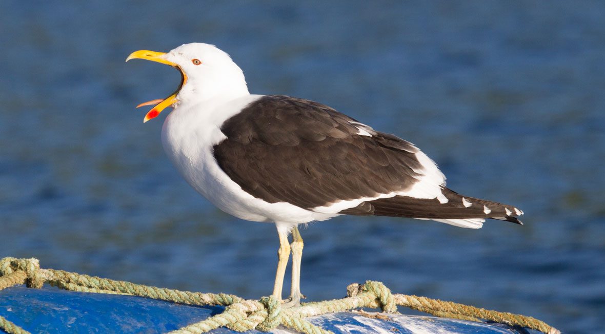 Gaviota-dominicana-portada_IT