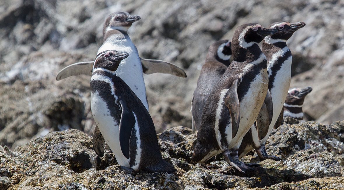 Pingüino de Magallanes 2 - Ivo Tejeda