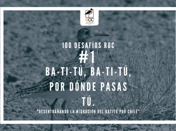 #1 Ba-ti-tú, ba-ti-tú, por dónde pasas tú: Desentrañando la migración del Batitú por Chile