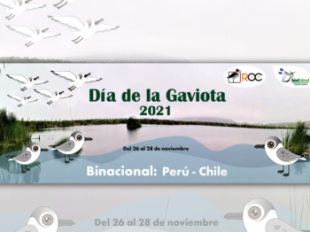 Día de la Gaviota 2021: a reunir la bandada