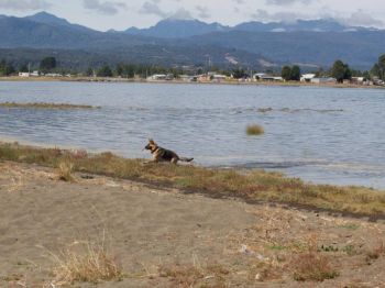 Nuevo proyecto ROC busca mitigar impacto de los perros en aves playeras en humedales de Lluta y Chamiza