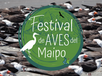 ¡El primer Festival de Aves del Maipo emprende el vuelo! Celebrando desde la cordillera al mar