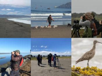 Resultados del Migratory Shorebird Project 2022 en Chile