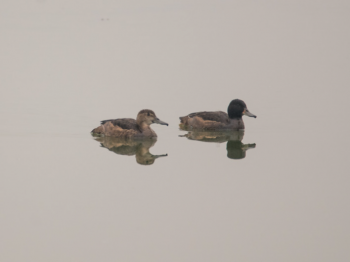 Salida ROC Santuario de la Naturaleza Laguna Batuco