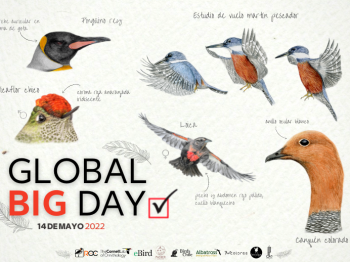 Global Big Day Chile 2022