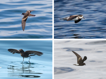 Las golondrinas de mar del norte de Chile cuentan con un plan "RECOGE" ¿Cómo llegamos hasta aquí y cómo impacta en la conservación de estas especies?