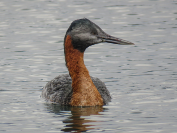 Salida ROC desembocadura del río Rapel