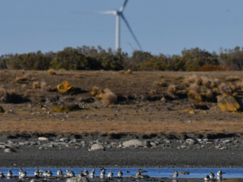 Impactos de los aerogeneradores sobre la biodiversidad en Magallanes