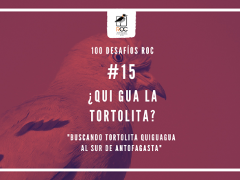 #15 ¿Qui gua la tortolita?