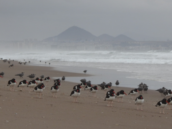 Exitoso censo de invierno en la Bahía de Coquimbo