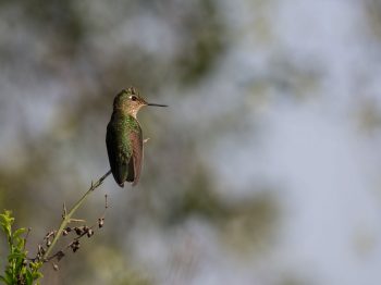 Pajarea con la ROC en el Cerro San Cristóbal