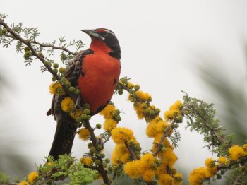 Salida ROC Santuario de la Naturaleza Quebrada de La Plata / 10 de septiembre