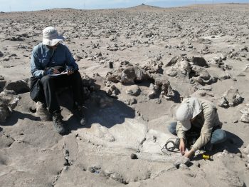 Monitoreo de sitios de reproducción de golondrinas de mar en Arica y Parinacota ROC-REDENOR