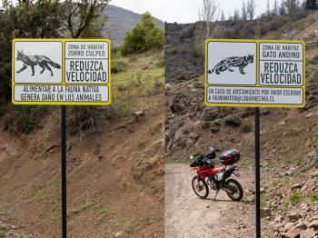 Diseño escolar de fauna impactada se incorpora en señalética de carretera