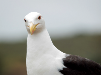 La ROC visitará la Quinta Normal, en busca de gaviotas y otras aves urbanas