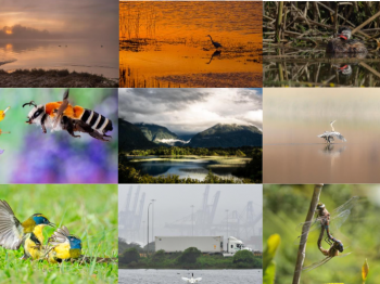 Estas son las imágenes ganadoras del 3er. Concurso nacional de fotografía de Fundación Kennedy: “Descubriendo los Humedales de Chile”