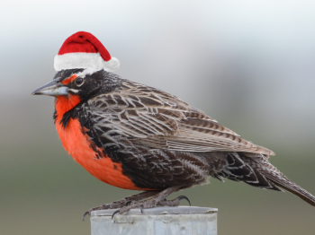 Súmate al pajareo navideño ROC