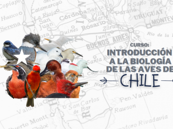 Aprende sobre las aves de Chile junto a un nuevo curso de la ROC