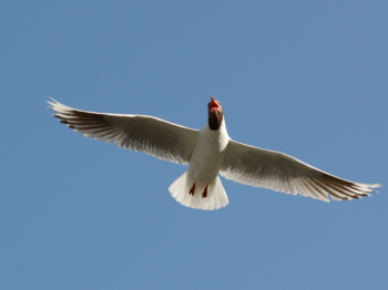 Salida ROC en Puerto Varas: conteo de aves urbanas