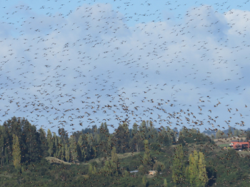 Censo simultáneo de zarapito de pico recto (Limosa haemastica) en sus principales áreas de invernada