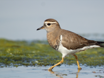 Resultados del Migratory Shorebird Project 2023 en Chile