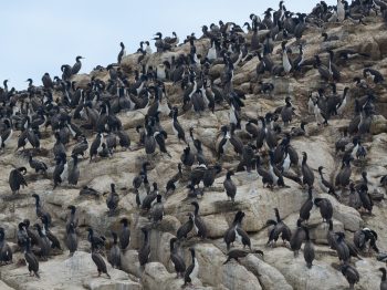 Oportunidad laboral: Profesional del Programa de Monitoreo de Aves