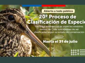 Invitación a clasificar aves en Chile según Estado de Conservación en el marco de la implementación de la ENCA