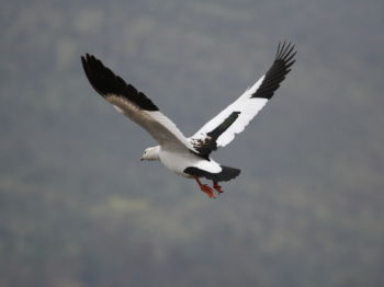 Salida ROC Santuario de la Naturaleza Laguna Batuco