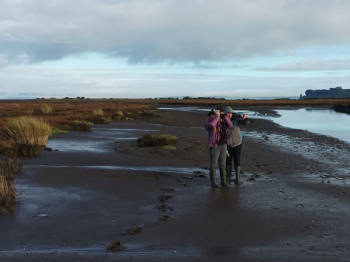 Zarapitón de invierno en la región de Los Lagos