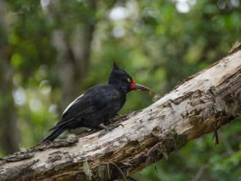 Expedición a Reserva Nacional Altos de Lircay