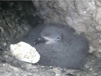 Gran cantidad de polluelos de golondrina de mar negra en las colonias de Arica