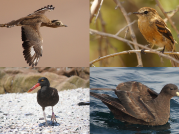 Se oficializa 18vo Proceso de Clasificación de Especies