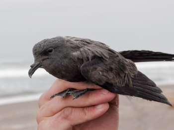 Fin de ciclo reproductivo de la golondrina de mar negra y anillamiento de volantones en Arica