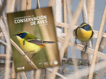 A dos años del lanzamiento de la Estrategia Nacional de Conservación de Aves