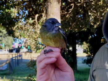 Profesionales y socios de la ROC participaron en Curso de Anillamiento de Aves en Ancud, Chile